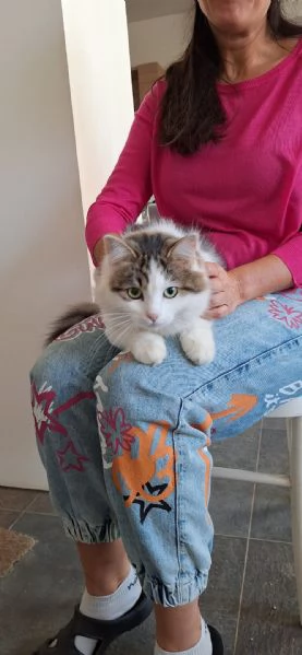 Dafne, la gatta che sogna  una casa | Foto 4