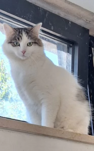 Dafne, la gatta che sogna  una casa | Foto 3