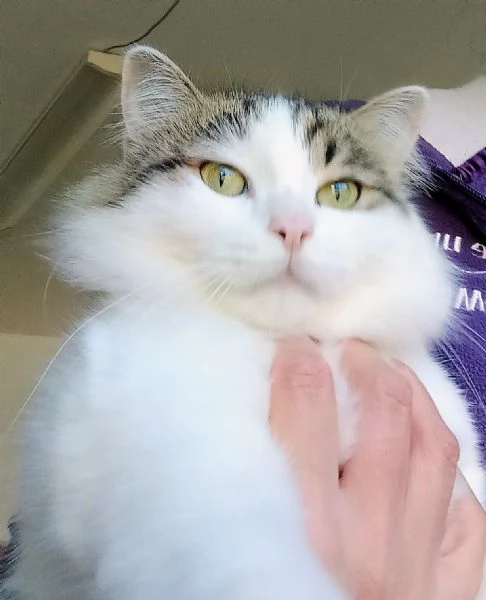 Dafne, la gatta che sogna  una casa | Foto 2