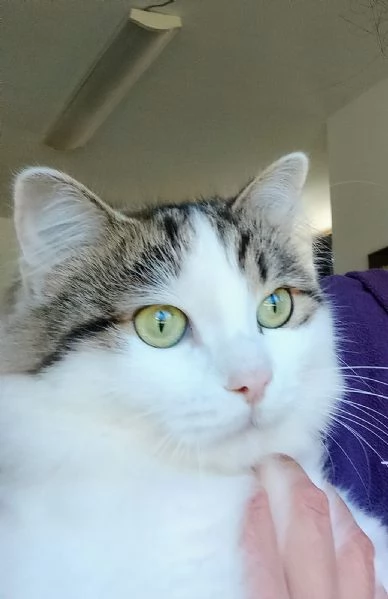 Dafne, la gatta che sogna  una casa