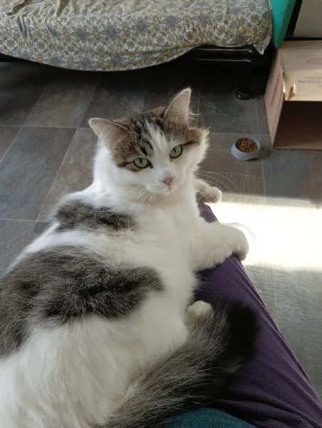 Dafne, la gatta che sogna  una casa | Foto 1