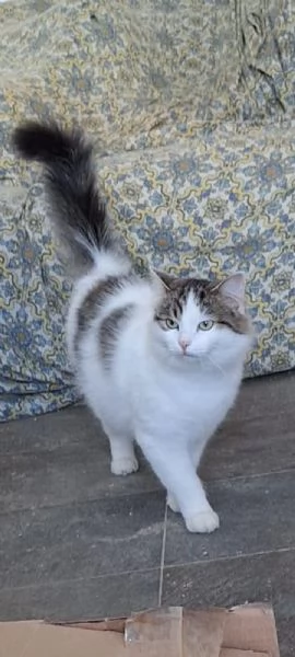 Dafne, la gatta che sogna  una casa | Foto 0