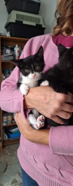 Mulan e Belle, due batuffoli in cerca d'amore  | Foto 1