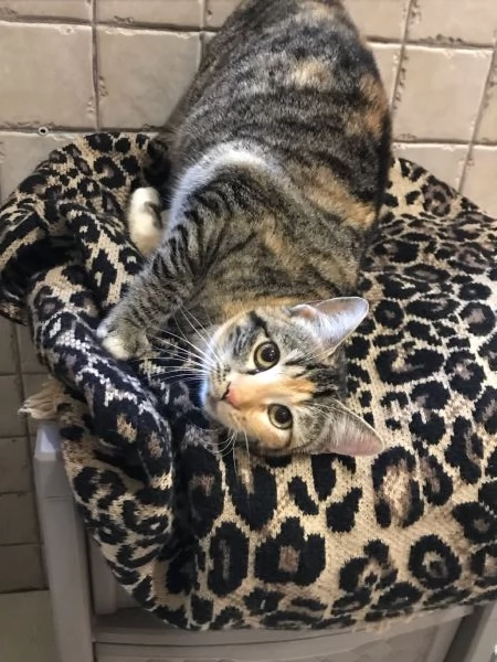 Natalie, il tuo dono coccoloso per Natale | Foto 6