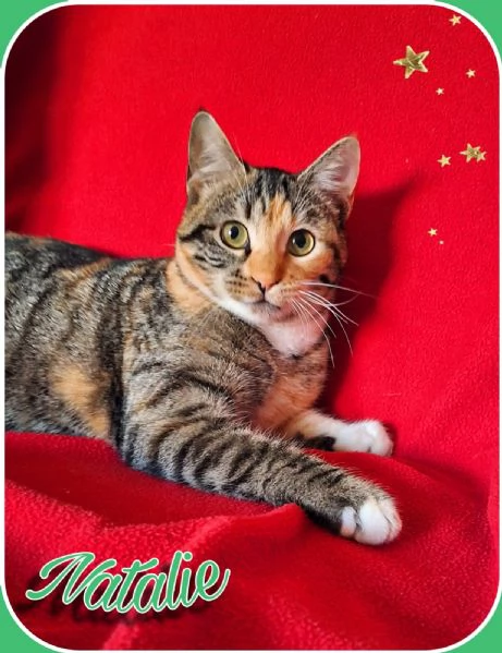 Natalie, il tuo dono coccoloso per Natale