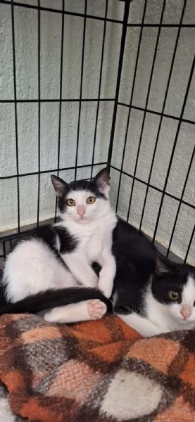 Bing e Pando 2 cuori inseparabili  | Foto 5