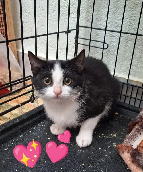 Bing e Pando 2 cuori inseparabili  | Foto 3