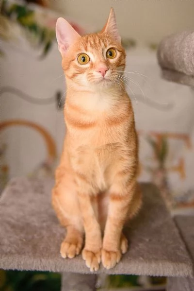 Apri le porte del tuo cuore a ZOE