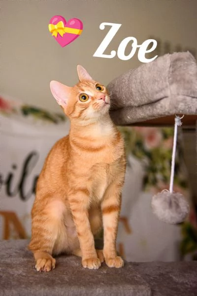 Apri le porte del tuo cuore a ZOE | Foto 1