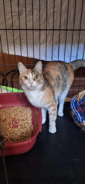 Maggie, 1 anno di dolcezza 