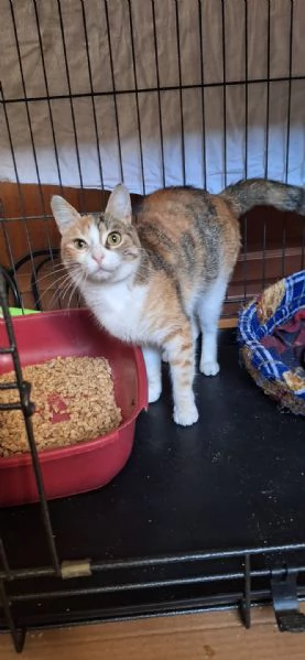 Maggie, 1 anno di dolcezza  | Foto 2