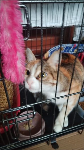 Maggie, 1 anno di dolcezza  | Foto 1