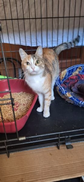 Maggie, 1 anno di dolcezza  | Foto 0