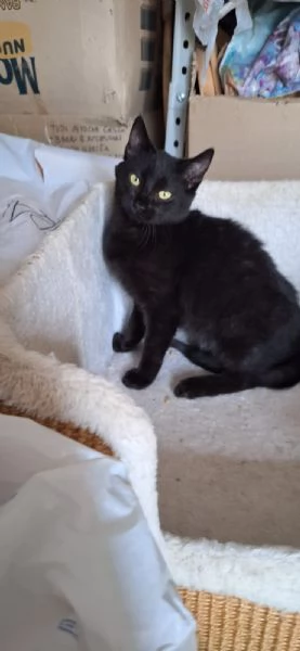 Mulan e Merida,  principesse guerriere | Foto 4