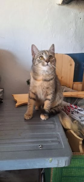 Mulan e Merida,  principesse guerriere | Foto 3