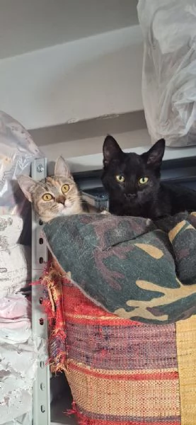 Mulan e Merida,  principesse guerriere | Foto 2