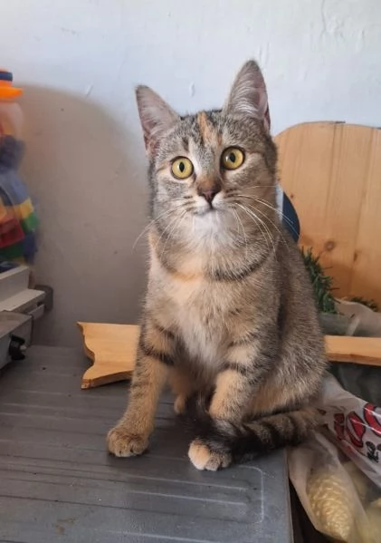 Mulan e Merida, due cuori una sola anima