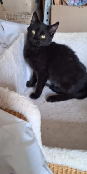 Mulan e Merida, due cuori una sola anima | Foto 4