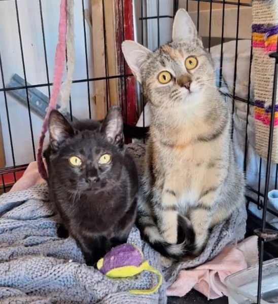 Mulan e Merida, due cuori una sola anima | Foto 3