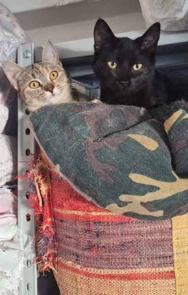 Mulan e Merida, due cuori una sola anima | Foto 1