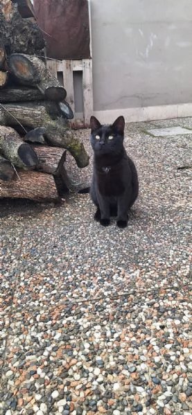 Adotta BAD BUNNY non canta, ma fa le fusa | Foto 4