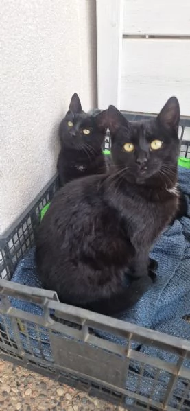 Adotta BAD BUNNY non canta, ma fa le fusa