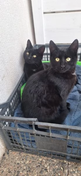 Adotta BAD BUNNY non canta, ma fa le fusa | Foto 2