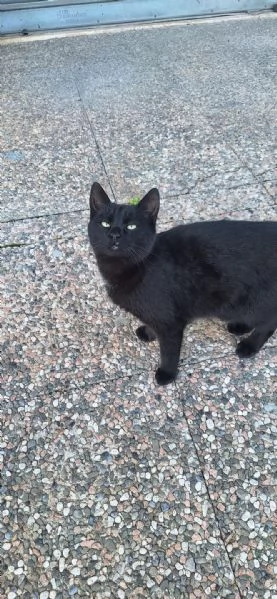 Adotta BAD BUNNY non canta, ma fa le fusa | Foto 0