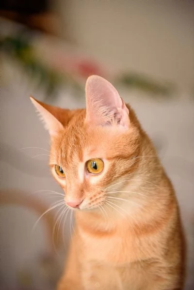 Zoe &egrave; vita, ma la sua &egrave; chiusa in un box