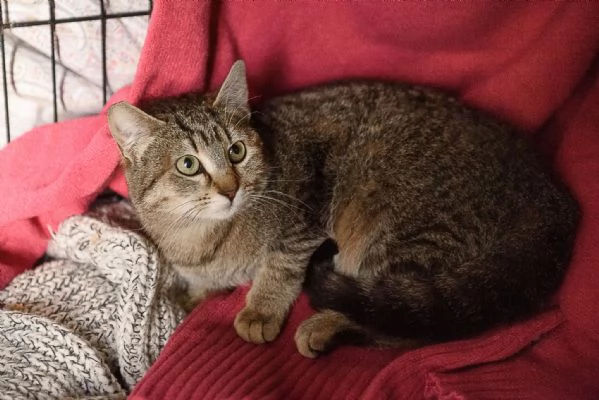 Lince, super coccolona aspetta te | Foto 2