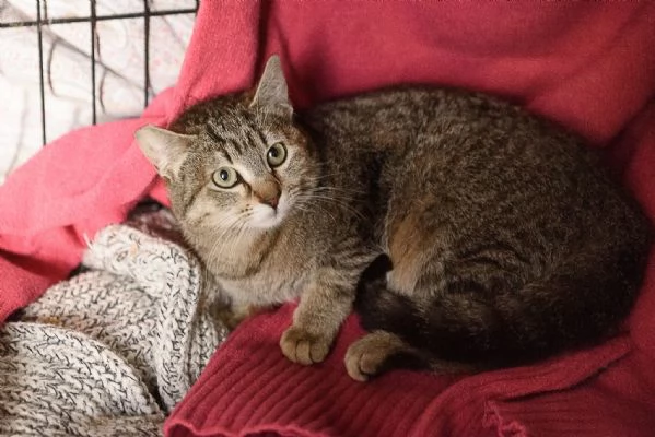 Lince, super coccolona aspetta te | Foto 1