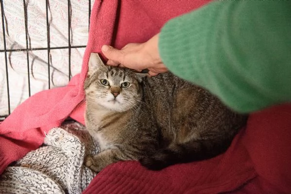 Lince, super coccolona aspetta te | Foto 0