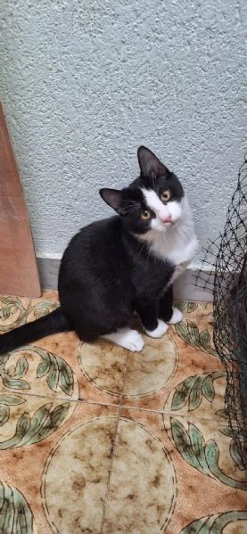 Tuxy 3 mesi di dolcezza ed eleganza 