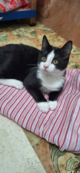 Tuxy 3 mesi di dolcezza ed eleganza  | Foto 6