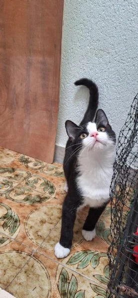 Tuxy 3 mesi di dolcezza ed eleganza  | Foto 5