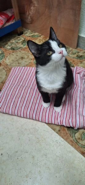 Tuxy 3 mesi di dolcezza ed eleganza  | Foto 4