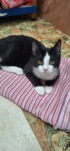 Tuxy 3 mesi di dolcezza ed eleganza  | Foto 3