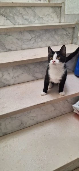 Tuxy 3 mesi di dolcezza ed eleganza  | Foto 2