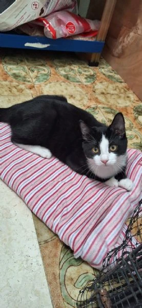 Tuxy 3 mesi di dolcezza ed eleganza  | Foto 1