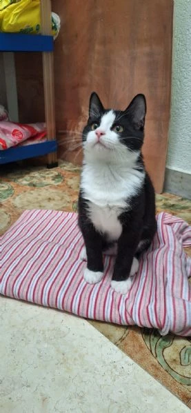 Tuxy 3 mesi di dolcezza ed eleganza  | Foto 0