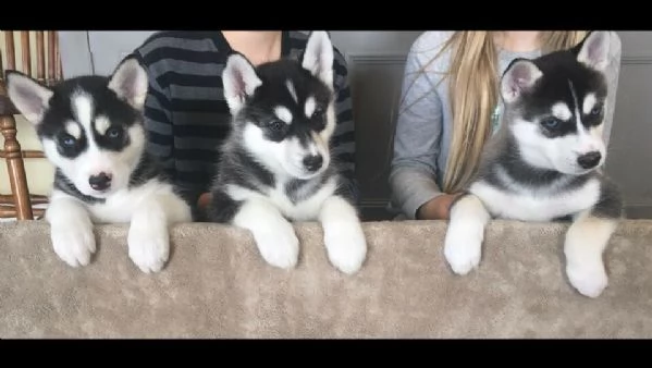 vendo cuccioli di husky siberiano molto ben tenuti e addestrati in casa | Foto 4