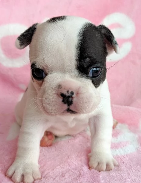 bulldog francesi maschi e femmine angelici e testabili