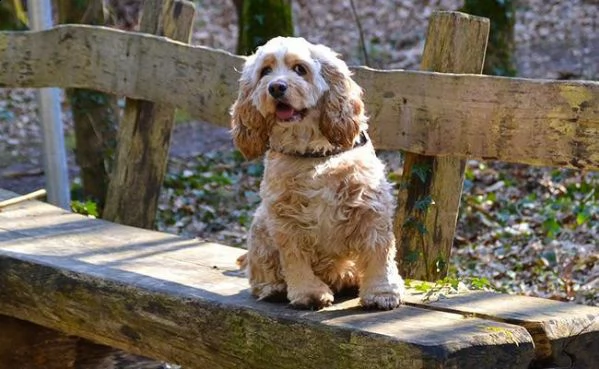 100% purosangue, cocker spaniel americano maschio e femmina di alta qualità,