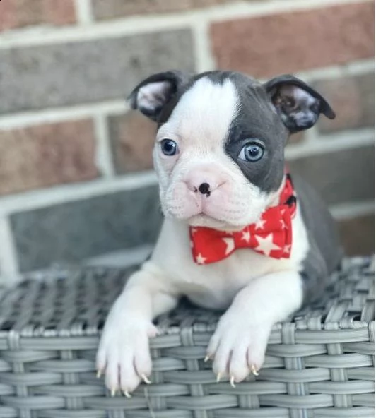 bellissimi e sani, cuccioli di boston terrier registrati akc, maschi e femmine
