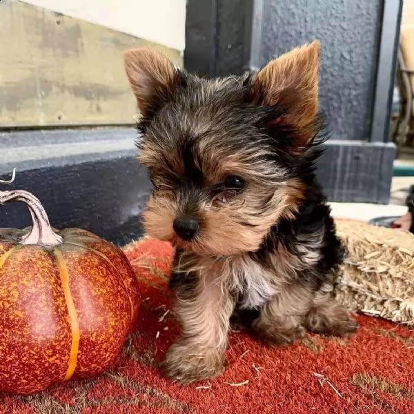 i cuccioli yorkshire sono pronti ora | Foto 1