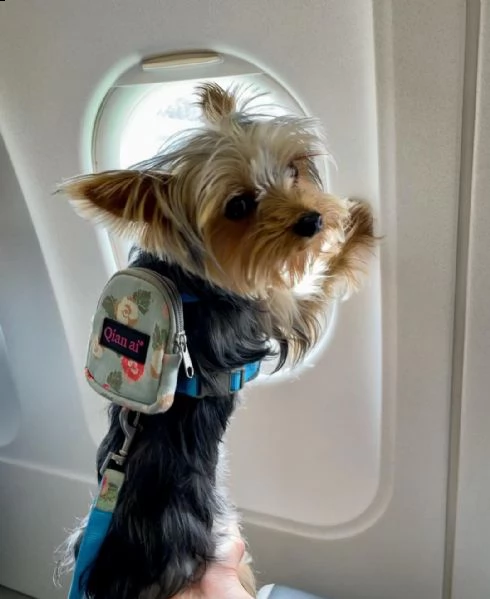 i cuccioli yorkshire sono pronti ora | Foto 0