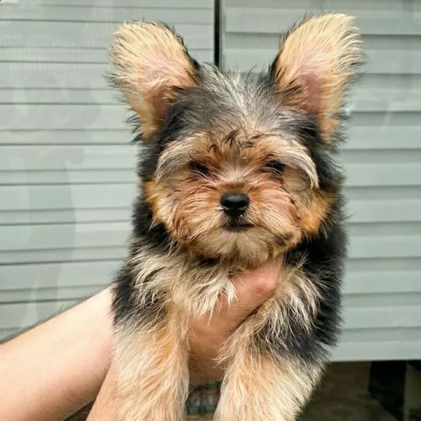 i cuccioli yorkshire sono pronti ora