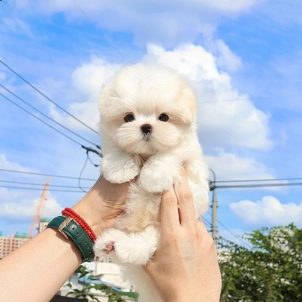i cuccioli maltesi sono pronti ora