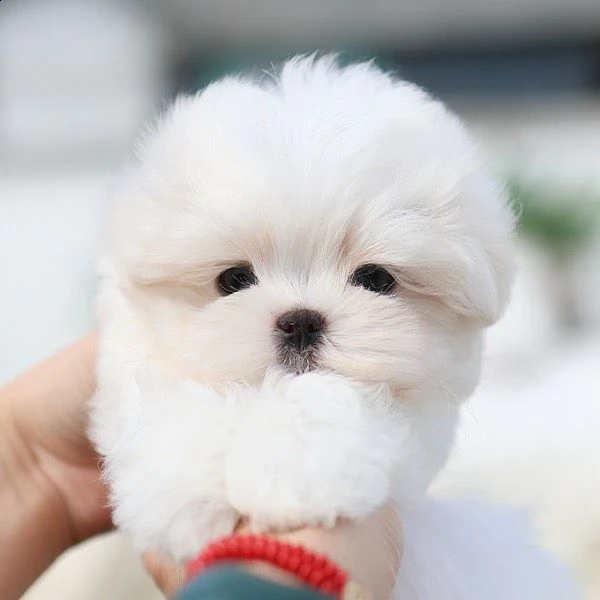 i cuccioli maltesi sono pronti ora | Foto 0