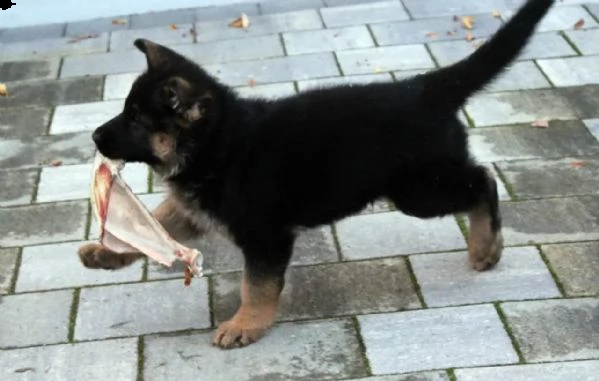 splendidi cuccioli di pastore tedesco | Foto 2